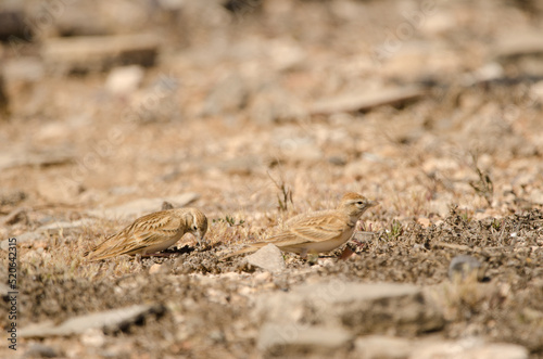 Greater short-toed larks Calandrella brachydactyla searching for food. Las Palmas de Gran Canaria. Gran Canaria. Canary Islands. Spain.