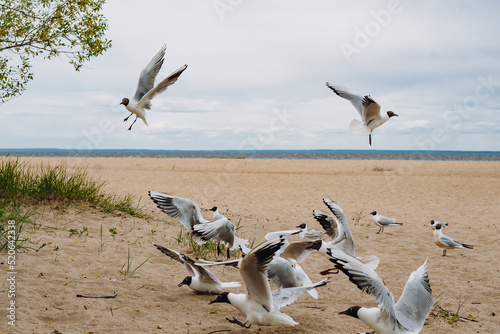 flock of sea gulls flying fighting for food on beach by the sea © Yulia Raneva