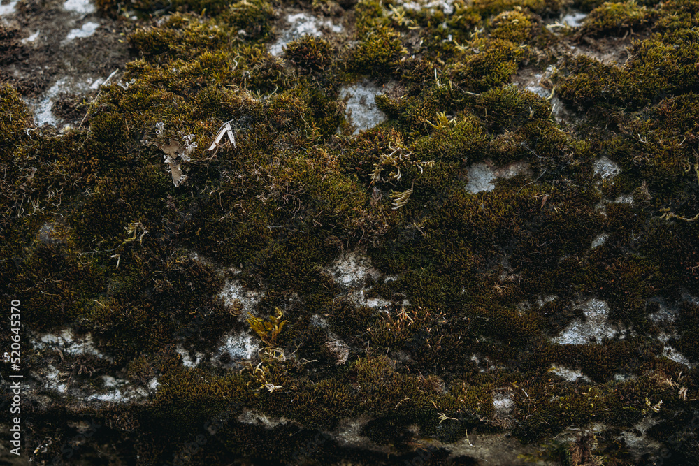 Texture of the Stone with Moss. Background Green Moss on the Surface of the Rock