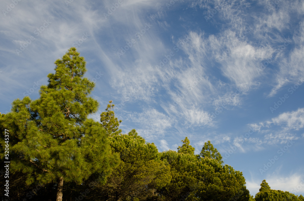 Obraz premium Mixed forest of Canary Island pine Pinus canariensis and Monterey pine Pinus radiata. Tejeda. Gran Canaria. Canary Islands. Spain.