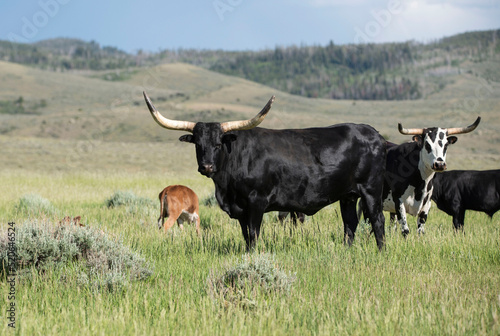Fototapeta Naklejka Na Ścianę i Meble -  Texas Longhorn black bull in sagebrush meadow of Wyoming, USA