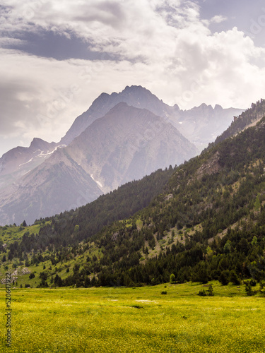 Paisaje alpino con montañas de fondo bajo nubes grises y prado de flores amarillas de primer plano