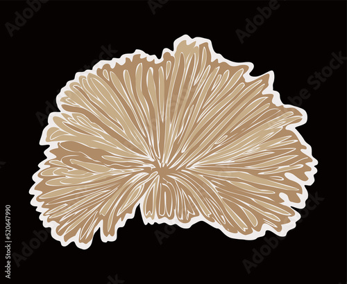 Split gill, Schizophyllum commune mushroom on a black background photo