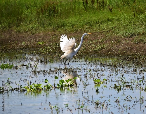 Obraz na plátne Elegant egret of the Louisiana everglade swamps