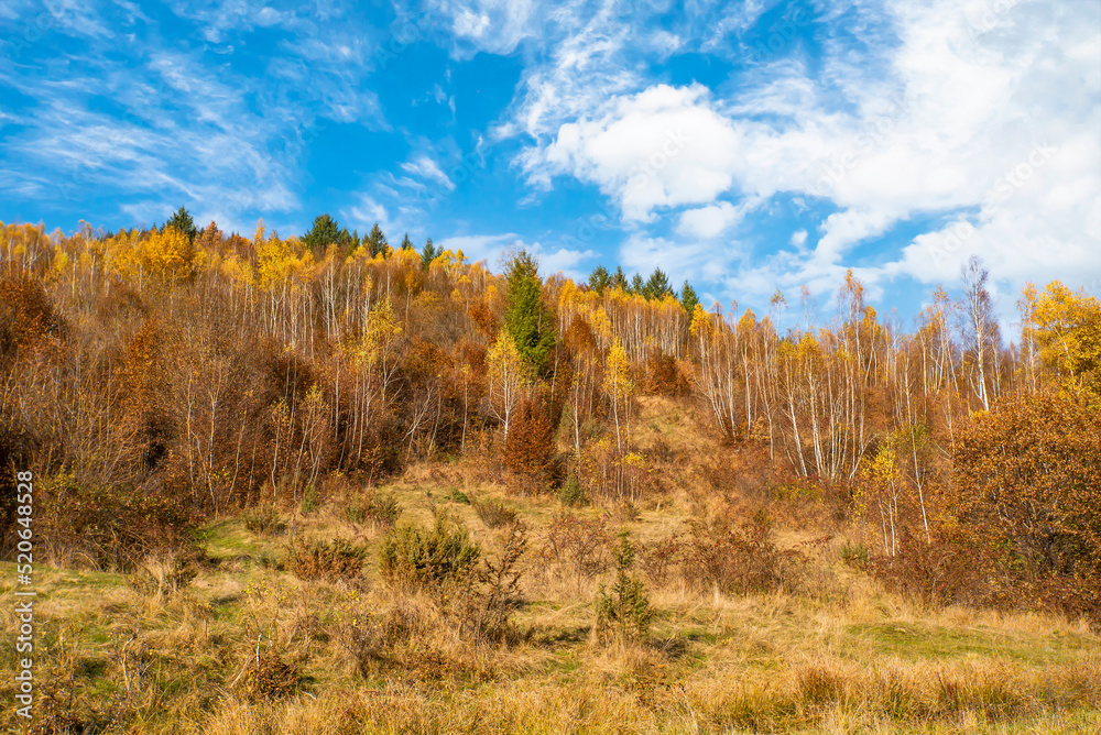 hill with trees covered with yellow leaves in autumn weather