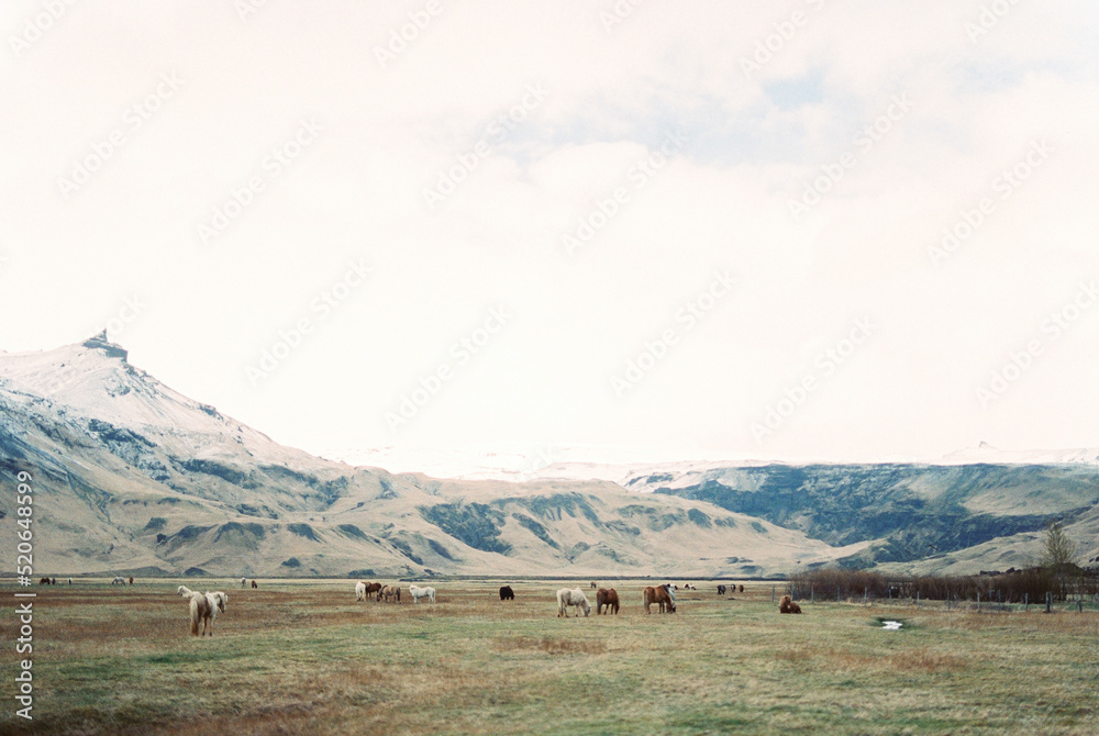 Herd of horses graze in a valley against the backdrop of snow-capped mountains. Iceland