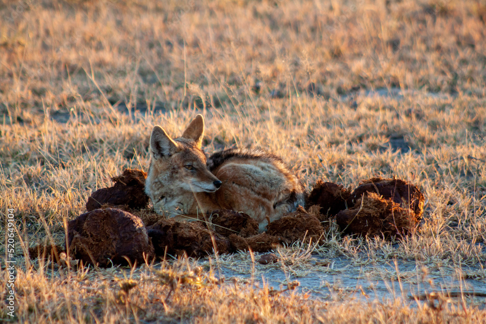 Black-backed jackal lying in warm elephant dung early in the morning in Nxai Pan National Park, Botswana Black-backed jackal lying in warm elephant dung early in the morning in Nxai Pan National Park, Botswana