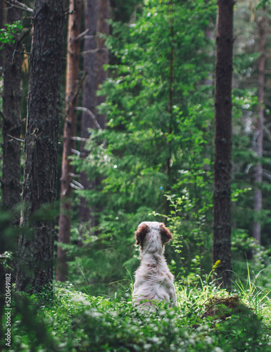 English setter waiting for the hunt to begin photo