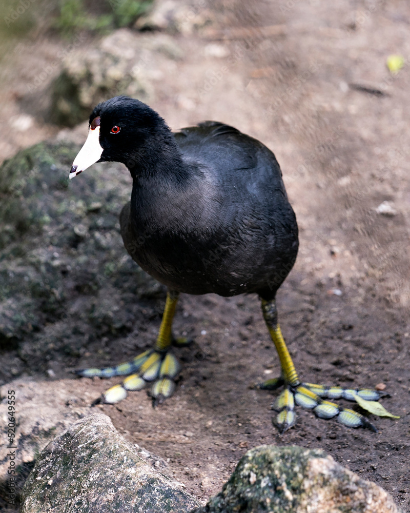 Black Scoter or American Scoter Stock Photos. Black scoter bird. Black scoter duck. Black Scoter or American Scoter Stock Photos. Black scoter bird. Black scoter duck.