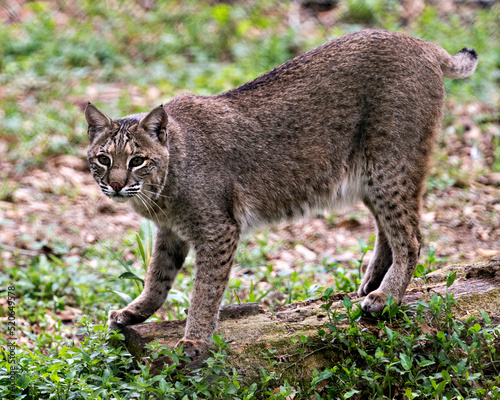 Bobcat Stock Photo and Image. Close up walking and looking at the camera while showing its body, head, ears, eyes, nose, mouth tail, in its environment and habitat surrounding. Picture. Portrait. ©  Aline