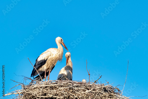 White stork (Ciconia ciconia) family in the nest - Werzchucino, Pomerania, Poland