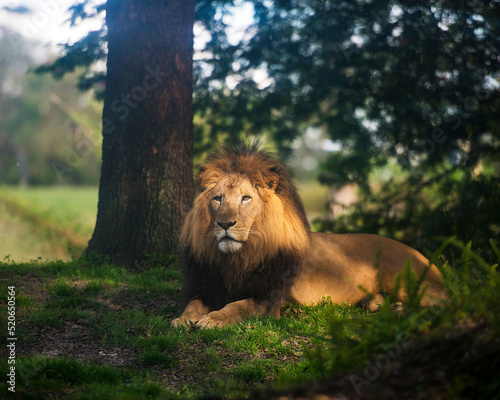 Lion Animal Stock Photo and Image. Laying down in the forest basking in sunlight.