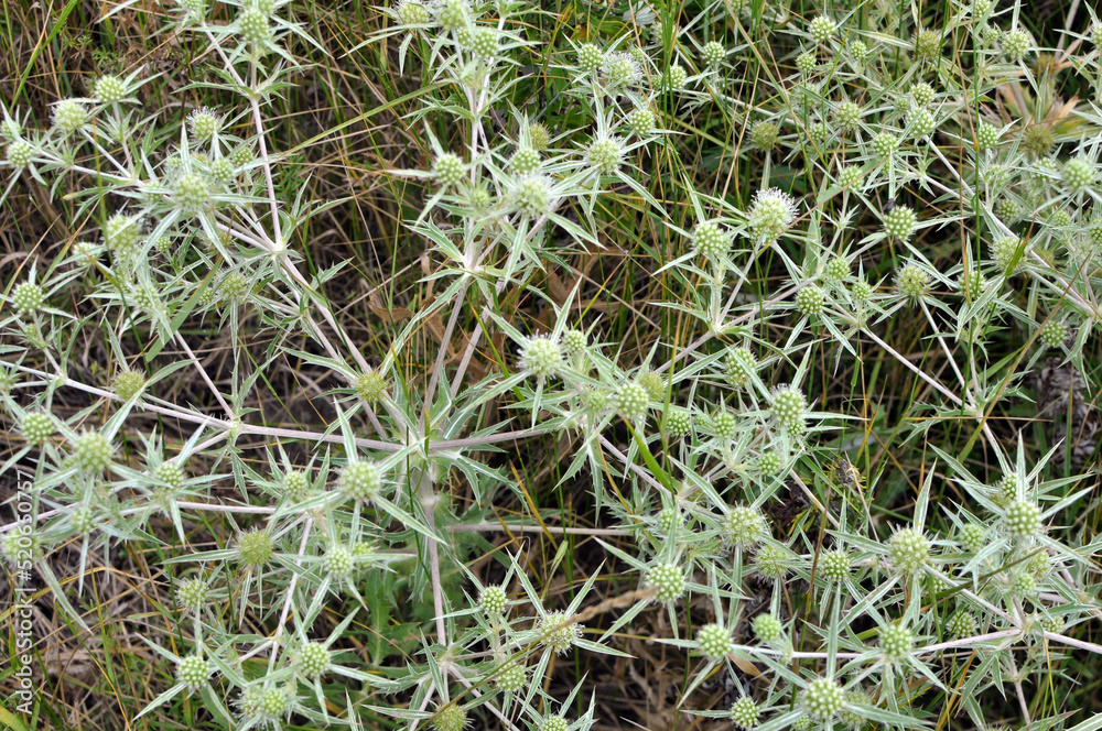 In nature grows thistle Eryngium campestre In nature grows thistle Eryngium campestre