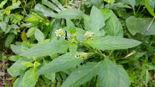 Wallpaper Mural Forest plant with textured leaves. Torontodigital.ca