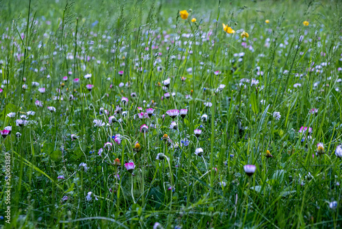 Close-up of beautiful blooming white, pink and yellow meadow flowers in sunny summer day.