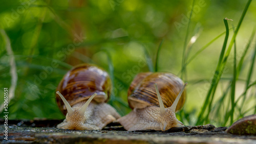 two burgundy snails sit on a background of green grass