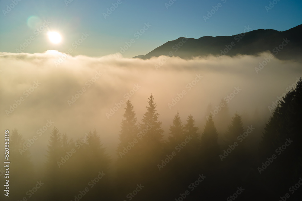 Obraz premium Aerial view of amazing scenery with foggy dark mountain forest pine trees at autumn sunrise. Beautiful wild woodland with shining rays of light at dawn
