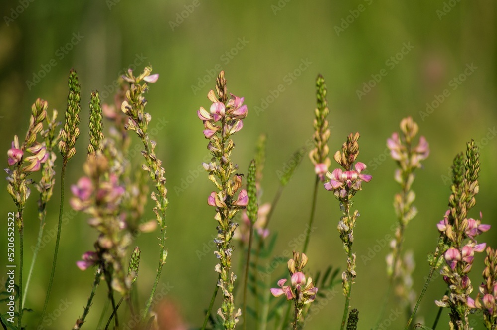 Bright tender summer flowers on a bright sunny day Bright tender summer flowers on a bright sunny day