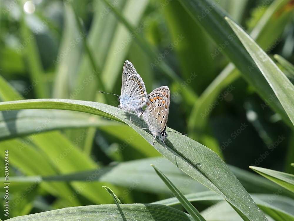 Zwei Schmetterlinge Hauhechel-Bläuling bei der Paarung Zwei Schmetterlinge Hauhechel-Bläuling bei der Paarung