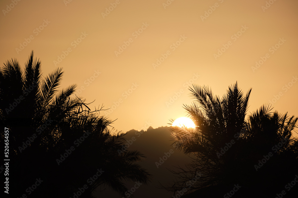 Beautiful green coconut palm trees on tropical beach against evening sky. Summer vacation concept Beautiful green coconut palm trees on tropical beach against evening sky. Summer vacation concept