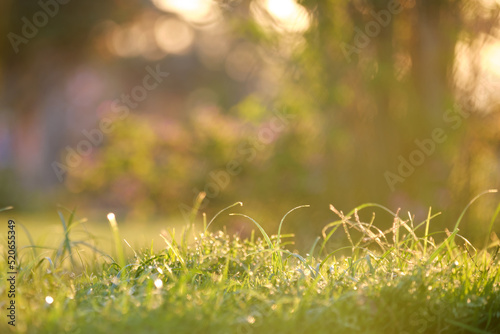 Fototapeta Naklejka Na Ścianę i Meble -  Closeup of green grass with long blades growing on lawn in summer