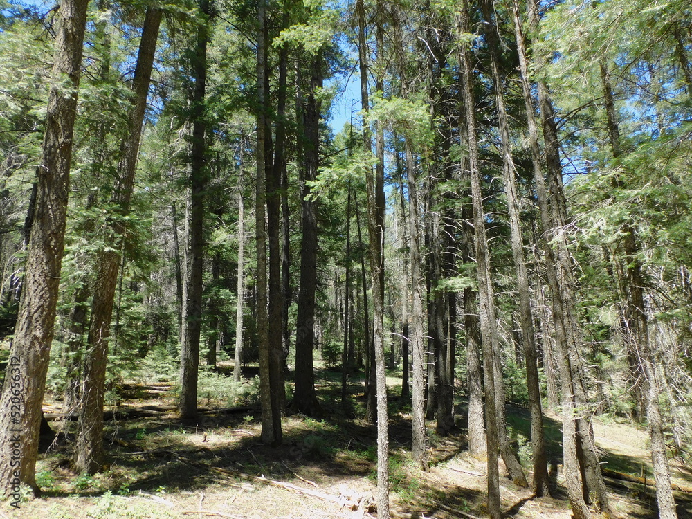 Naklejka premium trees in the forest