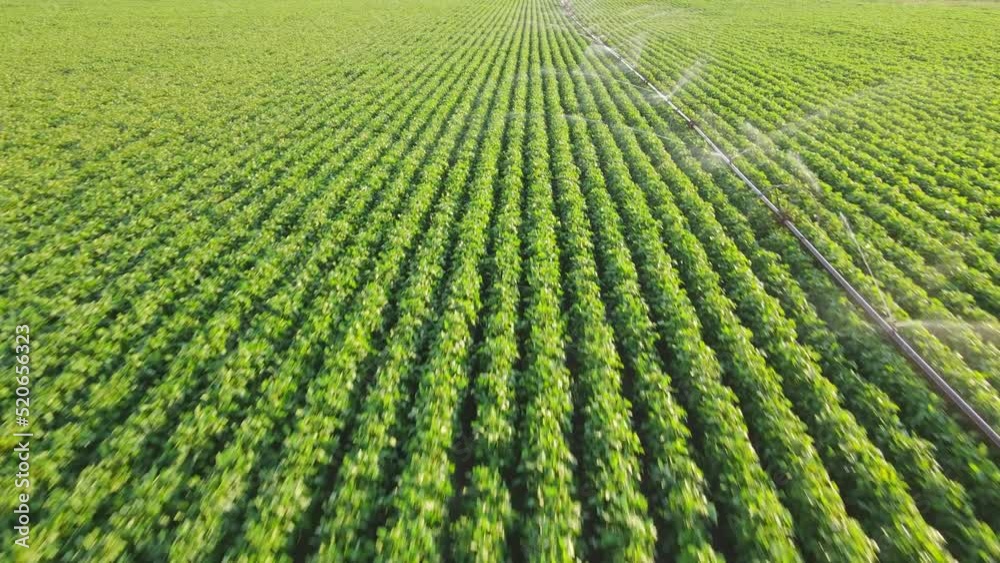 Aerial view drone shot of irrigation system on agricultural soybean field helps to grow plants in the dry season. Landscape rural scene beautiful sunny day Aerial view drone shot of irrigation system on agricultural soybean field helps to grow plants in the dry season. Landscape rural scene beautiful sunny day