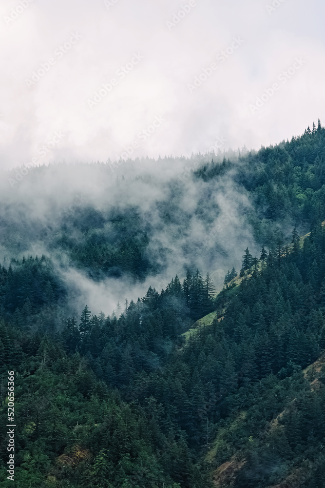 Trees on the mountains covered with fog Trees on the mountains covered with fog