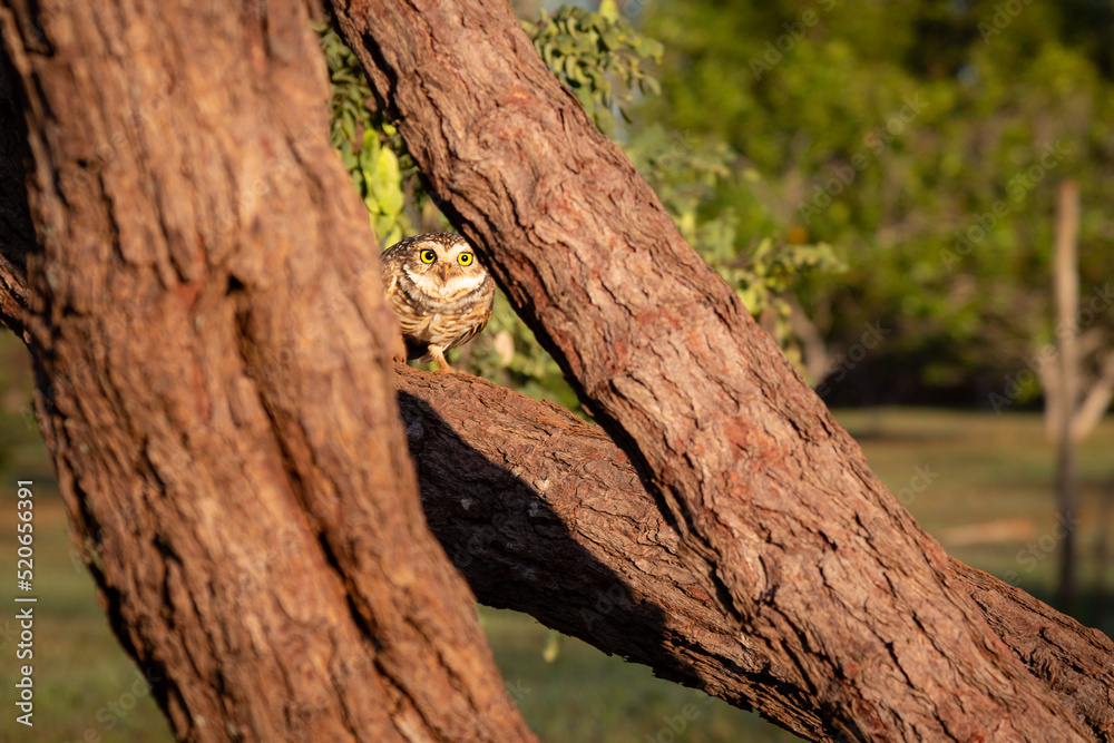 Burrowing owl in selective focus, in a natural environment of the Brazilian cerrado biome Burrowing owl in selective focus, in a natural environment of the Brazilian cerrado biome