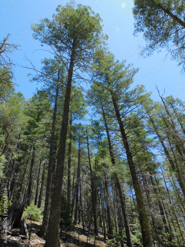 trees in the woods