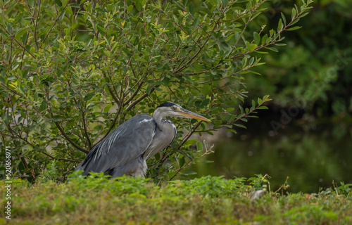 Ardea cinerea bird near green bushes with dirty water in summer day