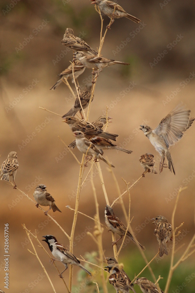 Fototapeta premium bird on the grass