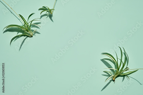 Tradescantia, spiderwort plants on mint green background. Flat lay, top view with copy-space, place for text. photo