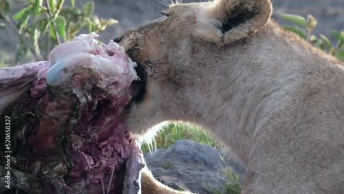 Close-up of the mouth of a lioness licking with her tongue and tearing the meat of a killed animal with her fangs in the wild nature of the African savannah