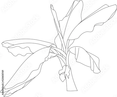 Vector banana tree plant. Tropical tree illustration.