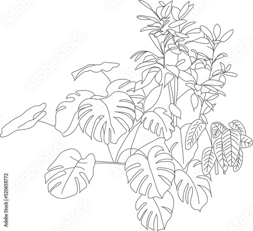 Tropical bushes illustraion. Vector rain forest plant.