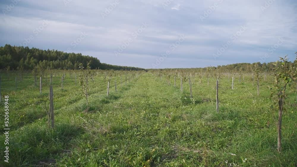 Cultivating Beautiful Garden With Flourishing Green Trees On Farmland. Agricultural Farmland. Young Plants Cultivation In Garden. Cultivating Fruit Trees In Farmland Orchard Garden. Natural Foliage