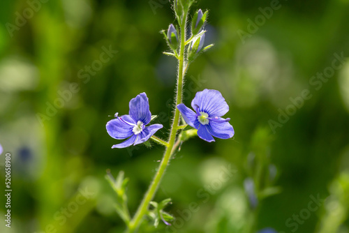 Blooming lilac germander speedwell flower on a green background in the summer macro photography. Small bird's-eye speedwell flower with blue striped petals closeup photo on a sunny day.