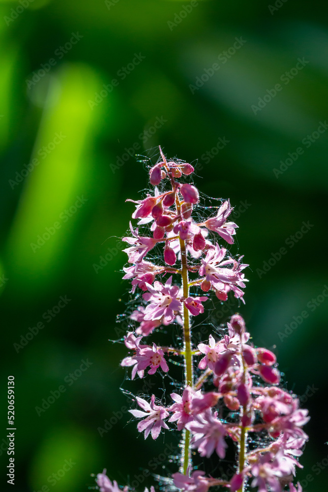 Blossom pink Astilbe flower a on a green background in summer macro photography. Light red false spirea flowering plant with mini flowers closeup photo on a sunny day. Blossom pink Astilbe flower a on a green background in summer macro photography. Light red false spirea flowering plant with mini flowers closeup photo on a sunny day.