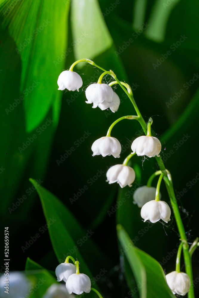 Blooming white lily of the valley with raindrops in springtime macro photography. Garden May bells buds with water drops summertime close-up photo. Blooming white lily of the valley with raindrops in springtime macro photography. Garden May bells buds with water drops summertime close-up photo.