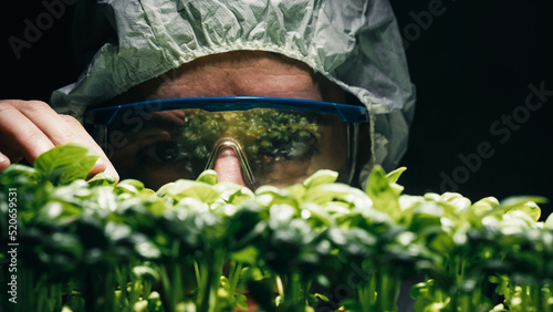 Scientist analyze OGM genetically modified plants photo