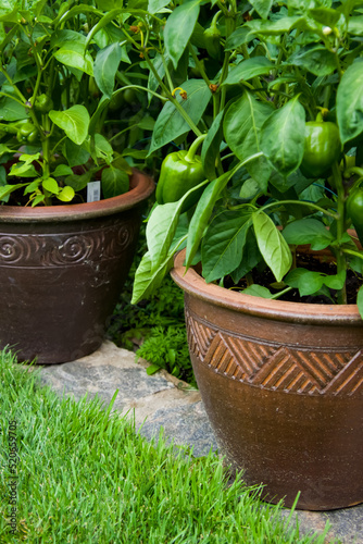 Clay planter pots filled with green bell pepper plants.