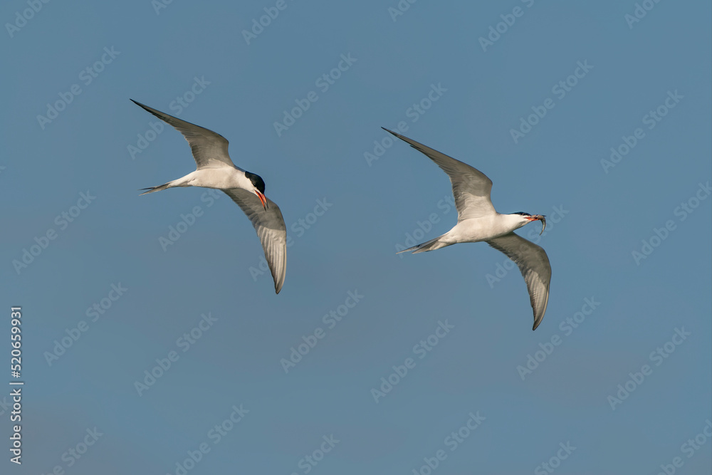Two Common Tern (Sterna hirundo). Common Tern caught a small fish at sunrise. Gelderland in the Netherlands.        