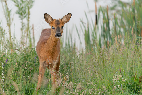 Fototapeta Naklejka Na Ścianę i Meble -  Alert Roe deer (Capreolus capreolus), approaching on green meadow in spring. Gelderland in the Netherlands. Animal wildlife. Attentive wild female mammal watching.                               