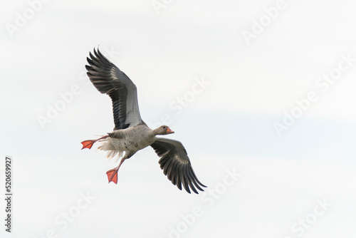  Greylag Goose (Anser anser) in flight. Landing on the water in the Netherlands. Isolated on a white background. 