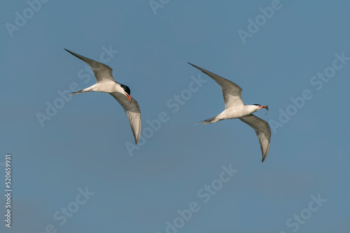 Two Common Tern (Sterna hirundo). Common Tern caught a small fish at sunrise. Gelderland in the Netherlands. 
