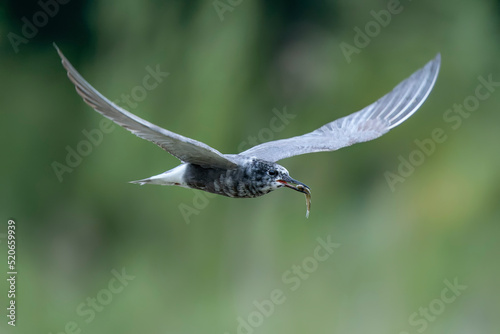 The black tern (Chlidonias niger) in flight caught a small fish. Gelderland in the Netherlands. Green background. 