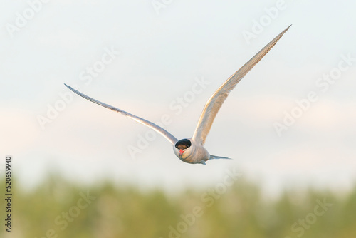 Common Tern (Sterna hirundo) in flight. Gelderland in the Netherlands.