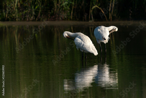 Two beautiful Eurasian Spoonbill or common spoonbill  Platalea leucorodia in the lagoon cleaning feathers. Gelderland in the Netherlands.                  