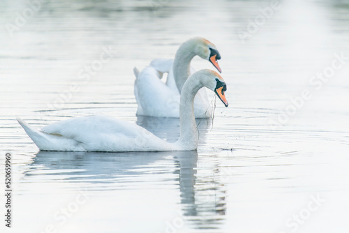 Fototapeta Naklejka Na Ścianę i Meble -  Two Mute Swan (Cygnus olor) floating on water with reflection. White swan with reflection, Gelderland in the Netherlands.     